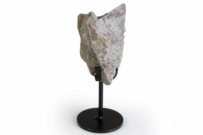 Fossil Sauropod Limb Bone Section with Metal Stand - Colorado #383248